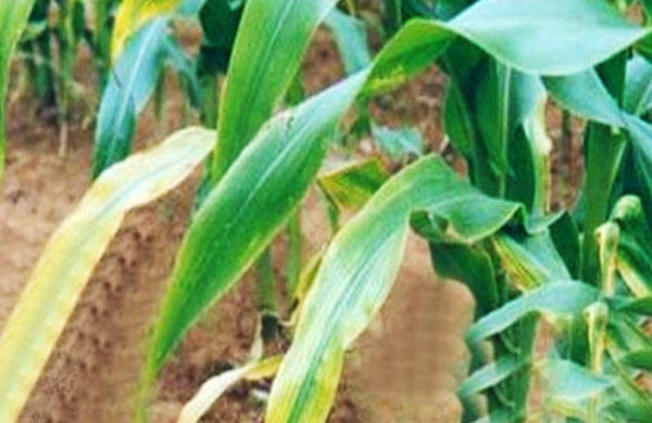 玉米常見(jiàn)的五種病蟲害防治方法