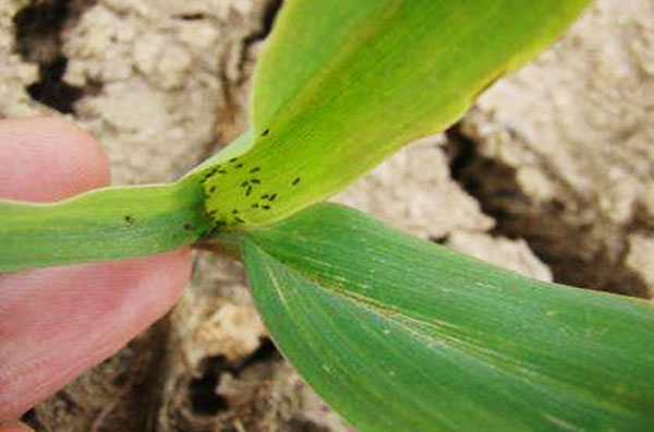 玉米常見(jiàn)的五種病蟲害防治方法