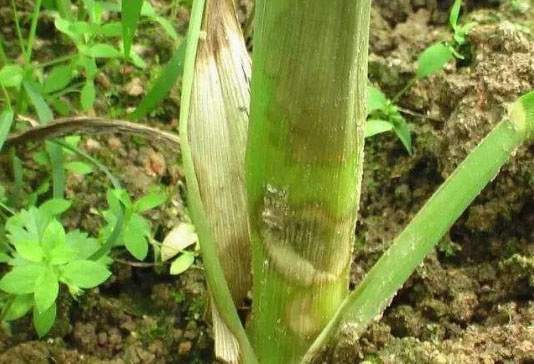 玉米最常見的四種病蟲害如何防治