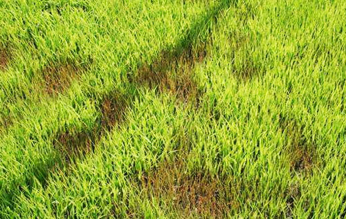 水稻立枯病綜合防治技術