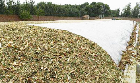 秸稈發酵時如何選擇秸稈青貯發酵劑