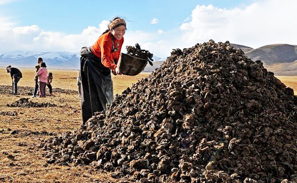 牛糞堆肥發(fā)酵技術(shù)要點(diǎn)
