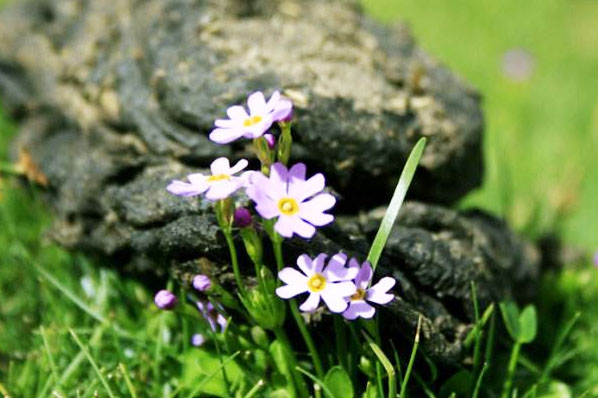 牛糞發酵過程分為哪幾個階段？