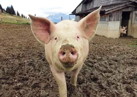 豬糞發酵過程分為哪幾個階段？