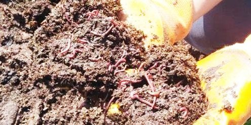 牛糞發(fā)酵有機(jī)肥有哪些用途