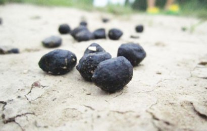 羊糞發酵有機肥有哪些用途