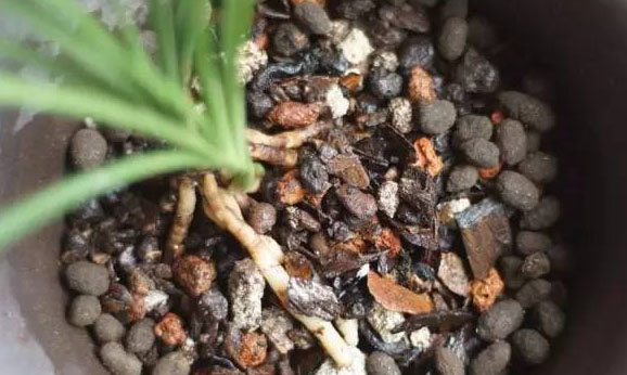 羊糞發酵有機肥有哪些用途