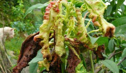 桃蚜防治的有效方法【管用】