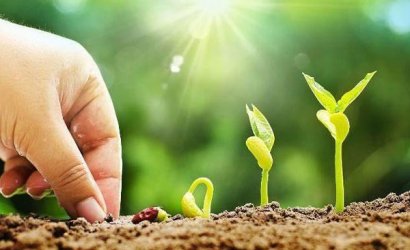 如何判別枯草芽孢桿菌的優劣