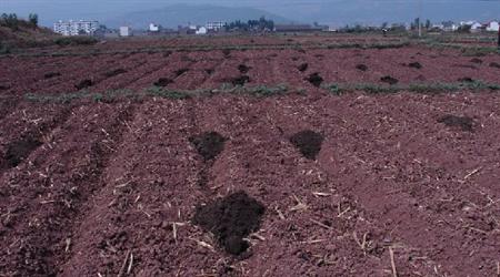豬糞發酵制作有機肥料的方法與優點