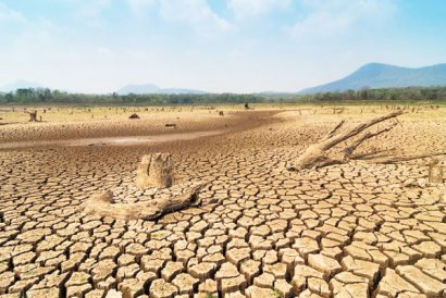 常見的土傳病害有哪些？