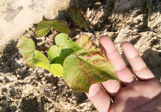 常見的土傳病害有哪些？