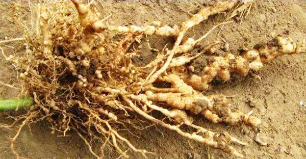 常見的土傳病害有哪些？