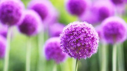 膠凍樣芽胞桿菌功效作用與適用范圍