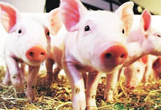 雞糞發酵后可以用來喂豬嗎