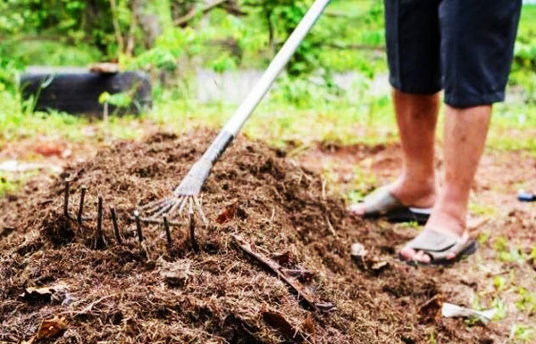 雞糞發酵后可以用來喂豬嗎
