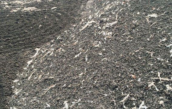 雞糞如何發(fā)酵腐熟？