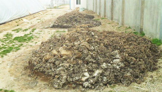 豬糞如何發酵腐熟？