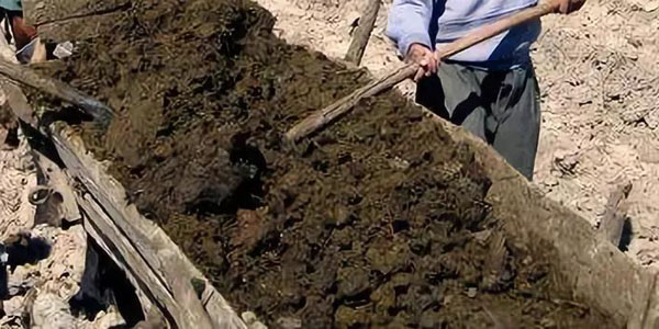 發酵雞糞制作有機肥詳細步驟與注意事項