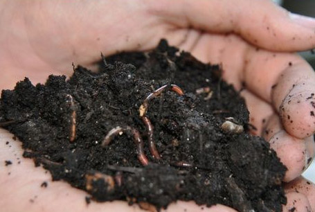 利用發酵后的豬糞養殖蚯蚓