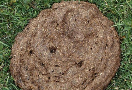 牛糞的有效發酵方法