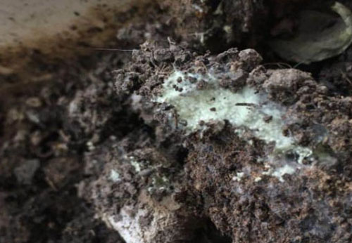 生物有機(jī)肥發(fā)酵過(guò)程中“長(zhǎng)毛”好不好