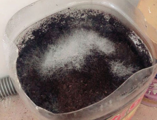 生物有機(jī)肥發(fā)酵過(guò)程中“長(zhǎng)毛”好不好