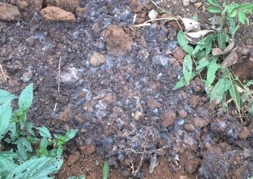 購買的成袋有機肥發霉了還能用嗎？