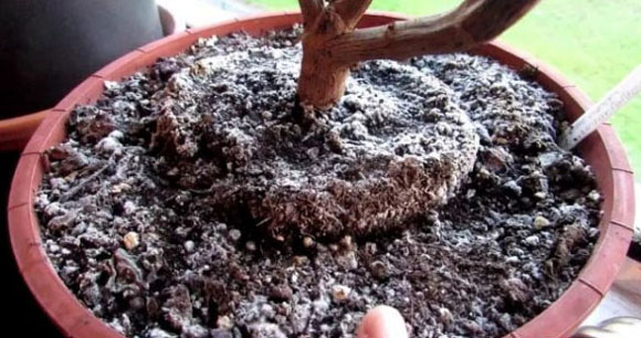 花盆土壤發霉長白毛什么原因？如何防治。