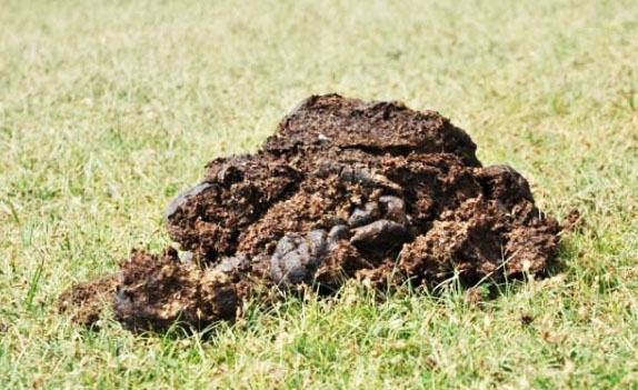 鮮牛糞如何快速發酵腐熟？