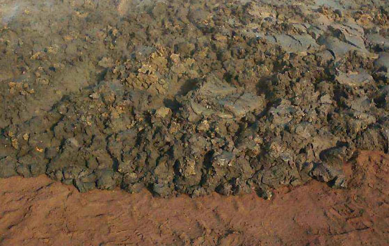 鮮牛糞如何快速發酵腐熟？