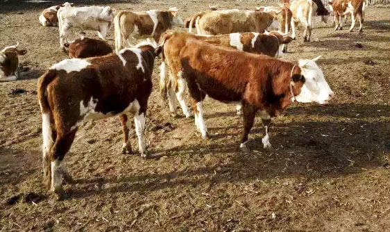 最簡單的牛糞腐熟方法