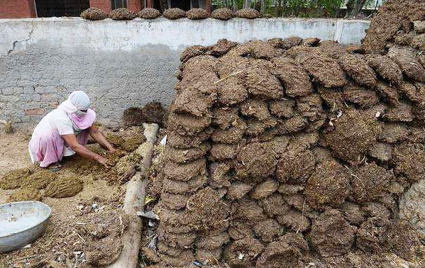 牛糞發酵的幾種方法和用途