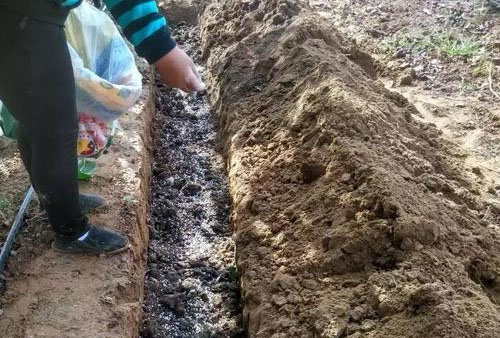 未經(jīng)發(fā)酵處理的牛糞有哪些壞處