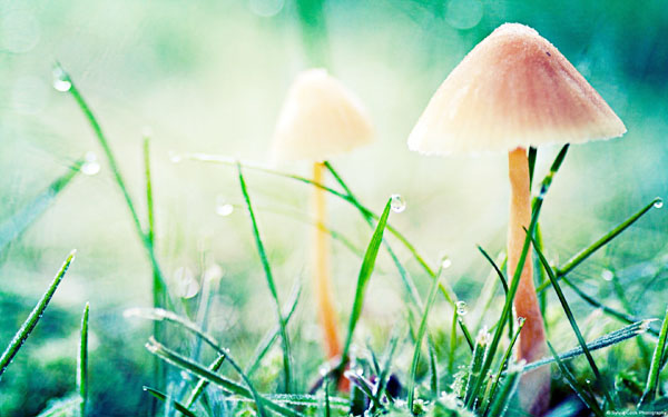 牛糞堆肥發酵的操作方法