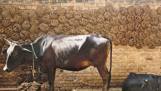 牛糞怎么發酵制作成有機肥