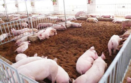 豬糞發酵處理工藝技術