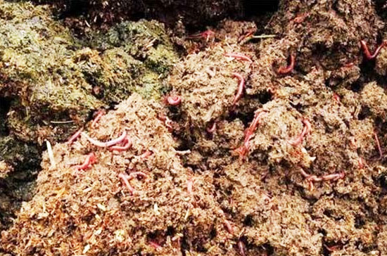 豬糞便如何發(fā)酵做有機(jī)肥