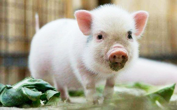 豬糞便如何發(fā)酵做有機(jī)肥