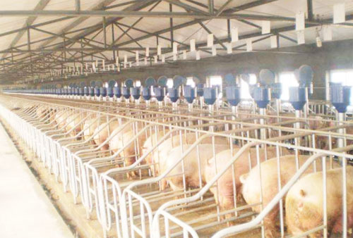 豬糞便如何發(fā)酵做有機(jī)肥