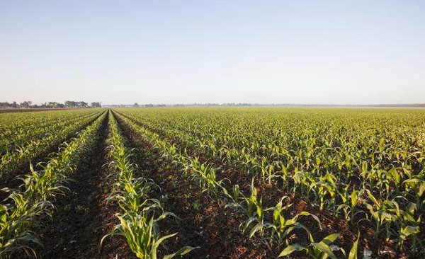 發酵后的雞糞有機肥具有哪些優點
