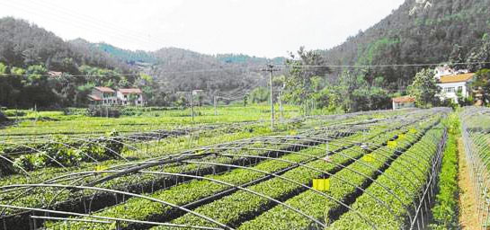 發(fā)酵后的羊糞有機(jī)肥有哪些優(yōu)點(diǎn)？