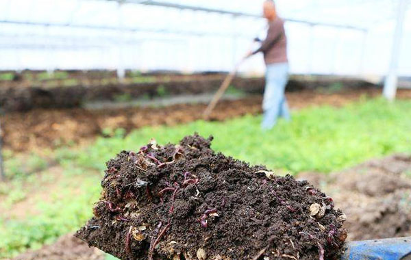 豬糞有機(jī)肥用哪種發(fā)酵方法好