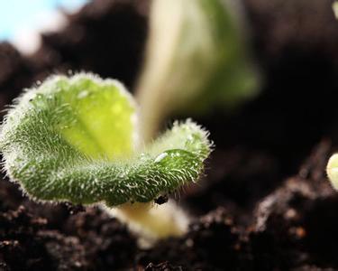 東北地區(qū)可以發(fā)酵雞糞有機肥嗎？