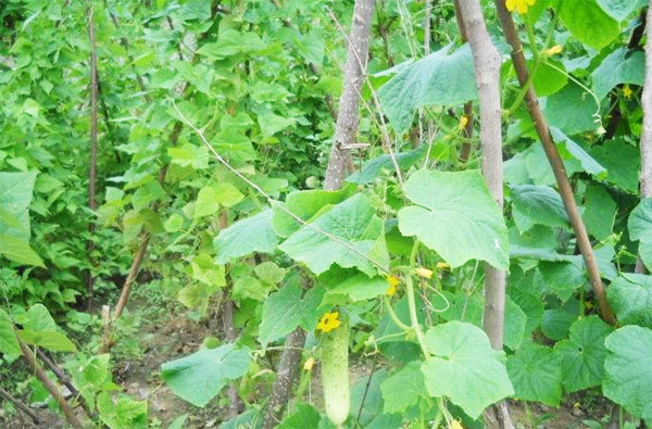 干雞糞如何制作成有機肥有哪些用途