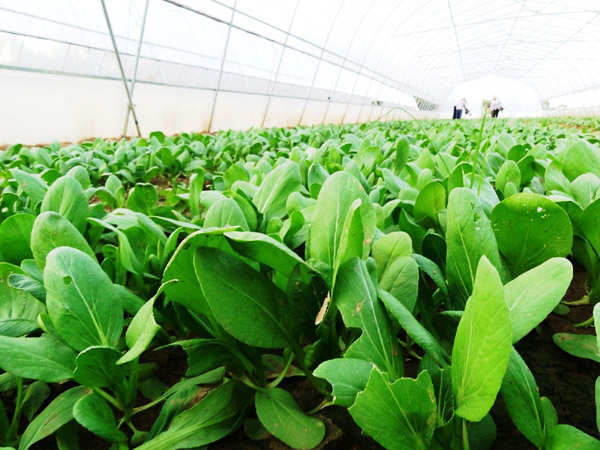 雞糞發(fā)酵作為有機肥的發(fā)酵方法