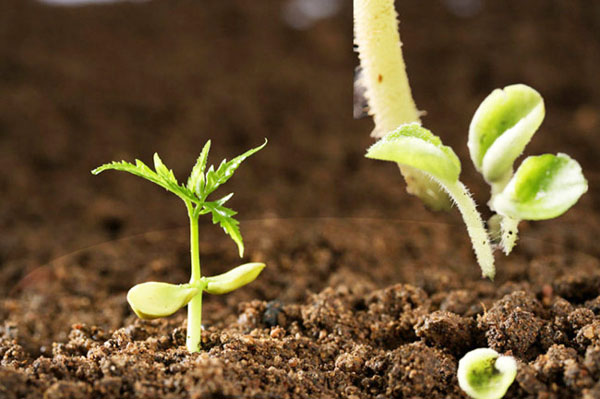 制作雞糞有機肥的最佳方法是什么？