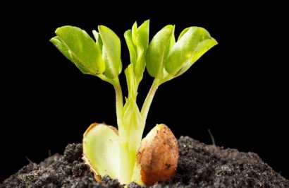 發酵一噸雞糞需要多少雞糞發酵劑？