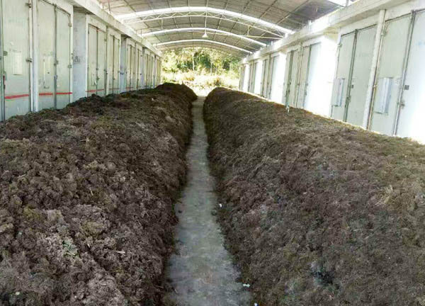 未經發酵和腐熟的干雞糞如何使用？