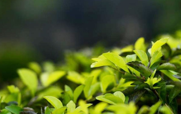 生物有機(jī)肥未來(lái)發(fā)展趨勢(shì)怎樣